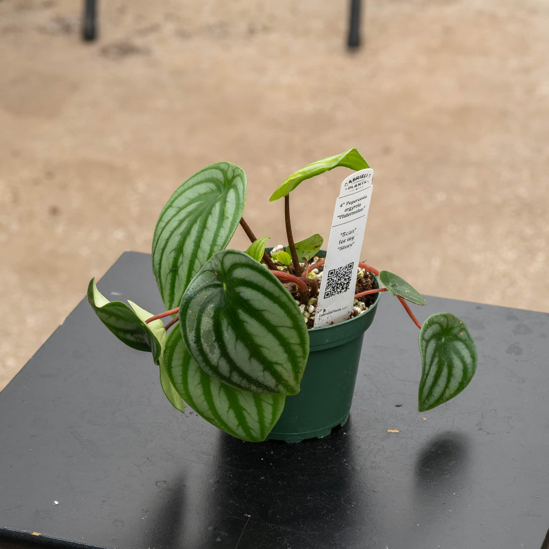 Gabriella Plants Peperomia 4 Peperomia argyreia "Watermelon"