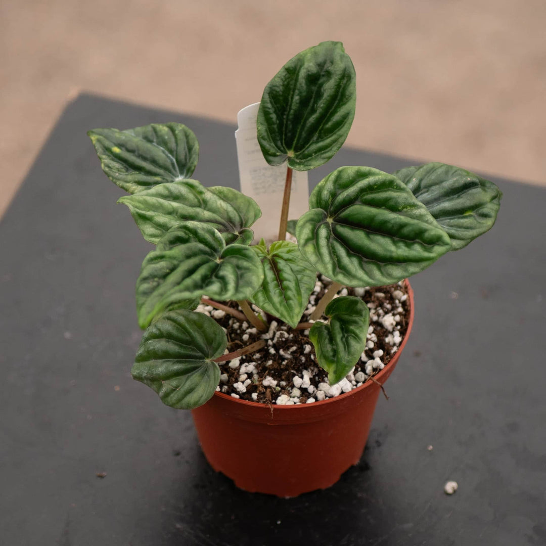 Gabriella Plants Peperomia 4" Peperomia caperata 'Buenos Aires'