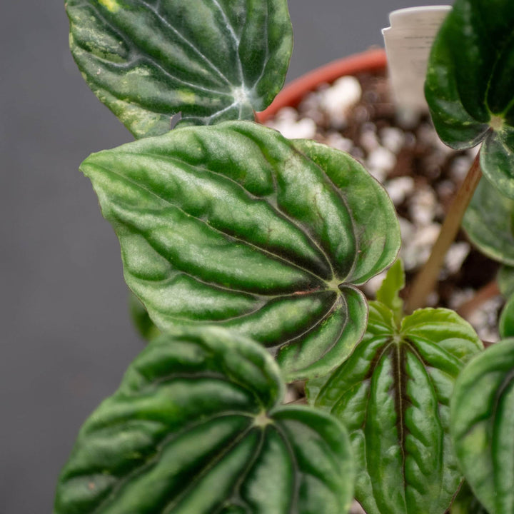 Gabriella Plants Peperomia 4" Peperomia caperata 'Buenos Aires'