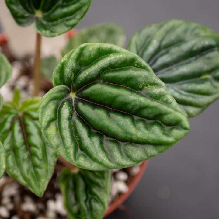 Gabriella Plants Peperomia 4" Peperomia caperata 'Buenos Aires'
