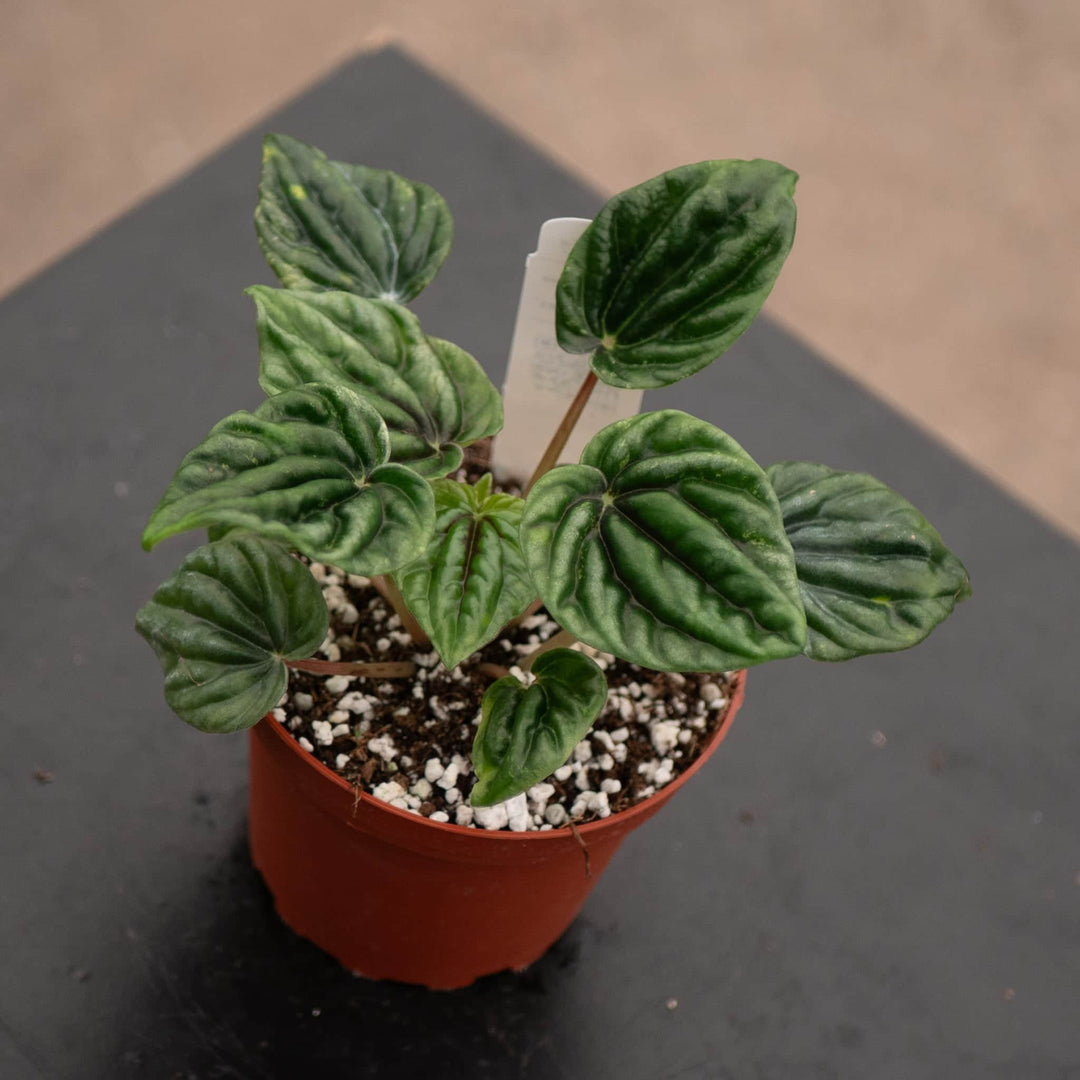 Gabriella Plants Peperomia 4" Peperomia caperata 'Buenos Aires'