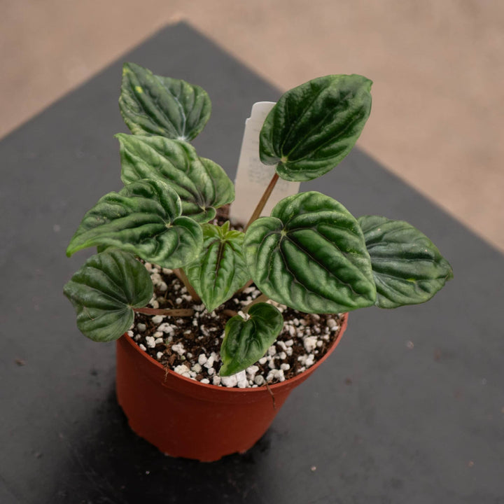 Gabriella Plants Peperomia 4" Peperomia caperata 'Buenos Aires'