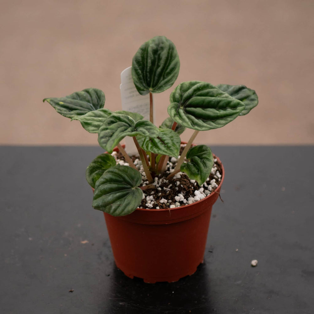 Gabriella Plants Peperomia 4" Peperomia caperata 'Buenos Aires'
