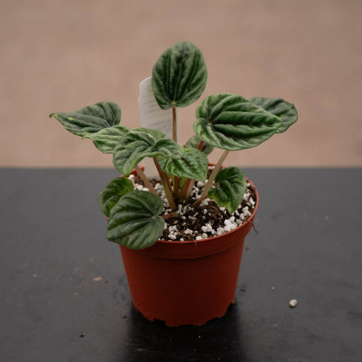 Gabriella Plants Peperomia 4" Peperomia caperata 'Buenos Aires'