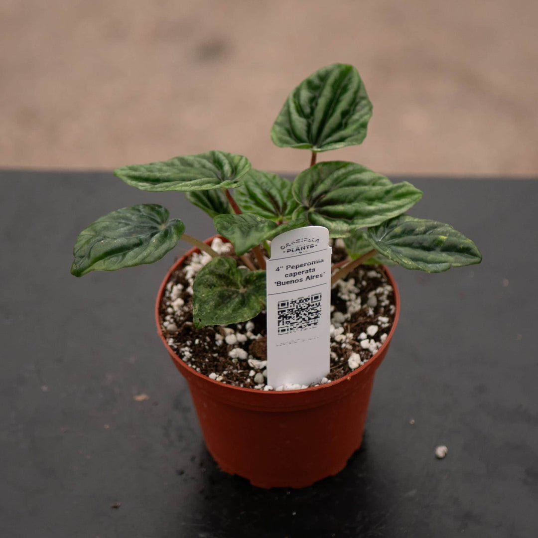 Gabriella Plants Peperomia 4" Peperomia caperata 'Buenos Aires'