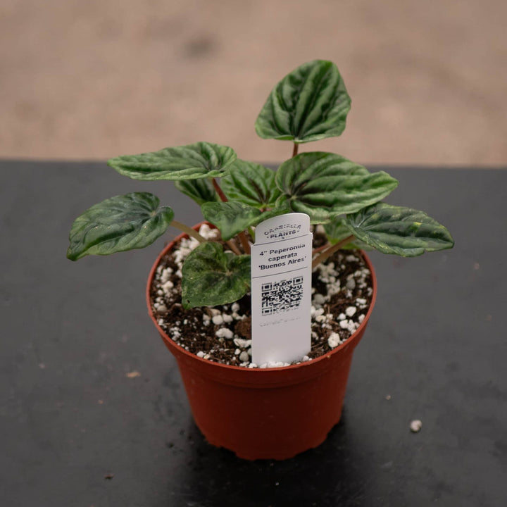 Gabriella Plants Peperomia 4" Peperomia caperata 'Buenos Aires'
