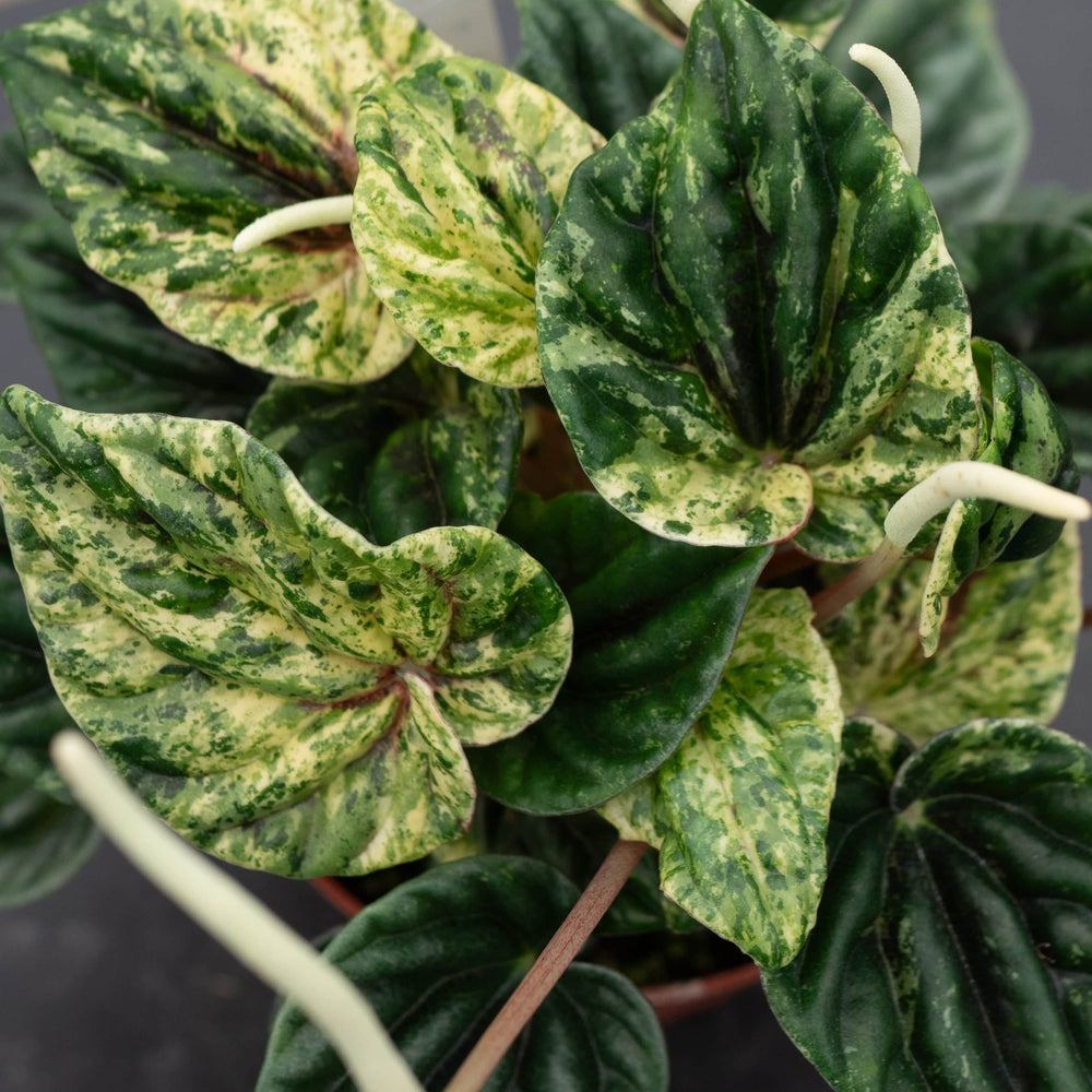 Gabriella Plants Peperomia 4" Peperomia caperata 'Buenos Aires'