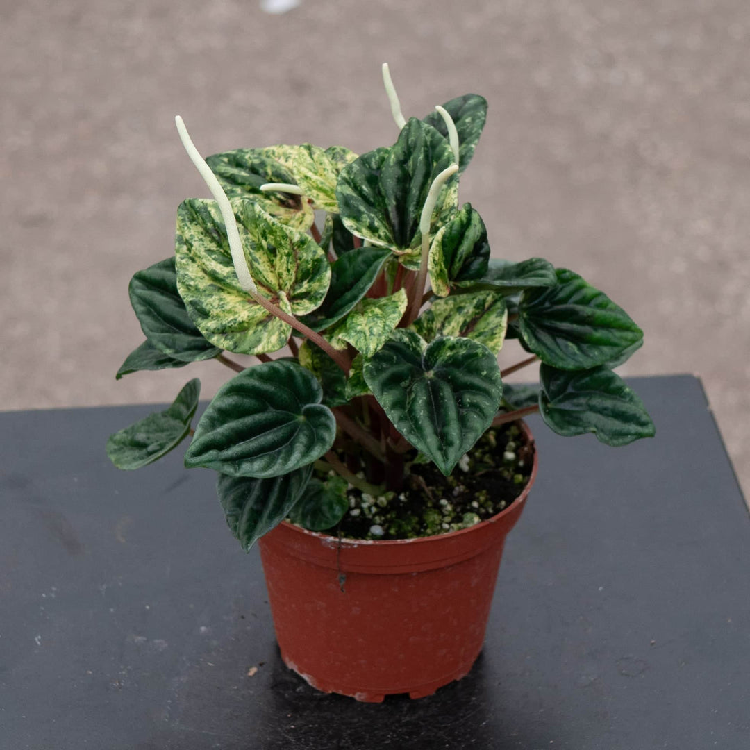 Gabriella Plants Peperomia 4" Peperomia caperata 'Buenos Aires'