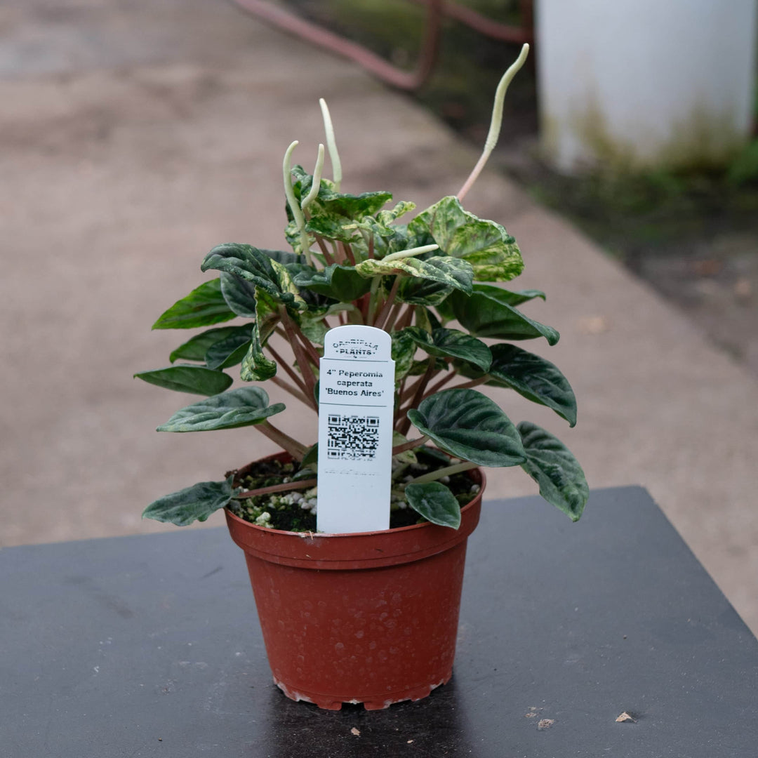 plants in buenos aires Peperomia caperata 'Buenos Aires'
