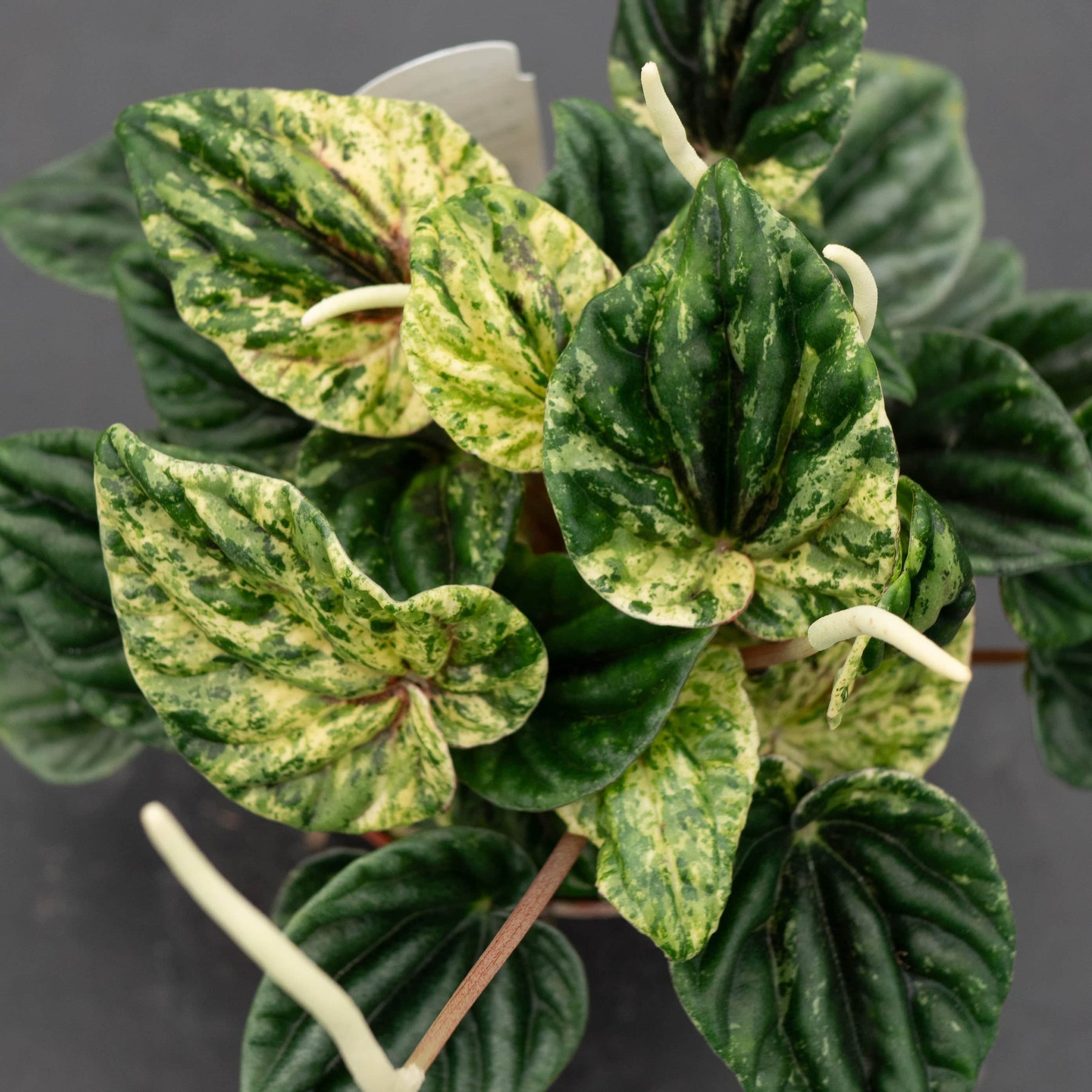 buenos aires plants Peperomia caperata 'Buenos Aires'