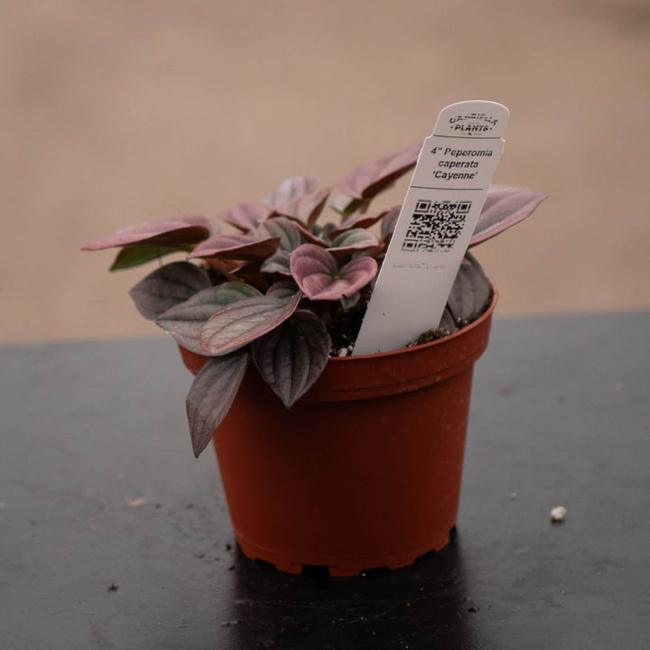 Gabriella Plants Peperomia 4" Peperomia caperata ‘Cayenne’