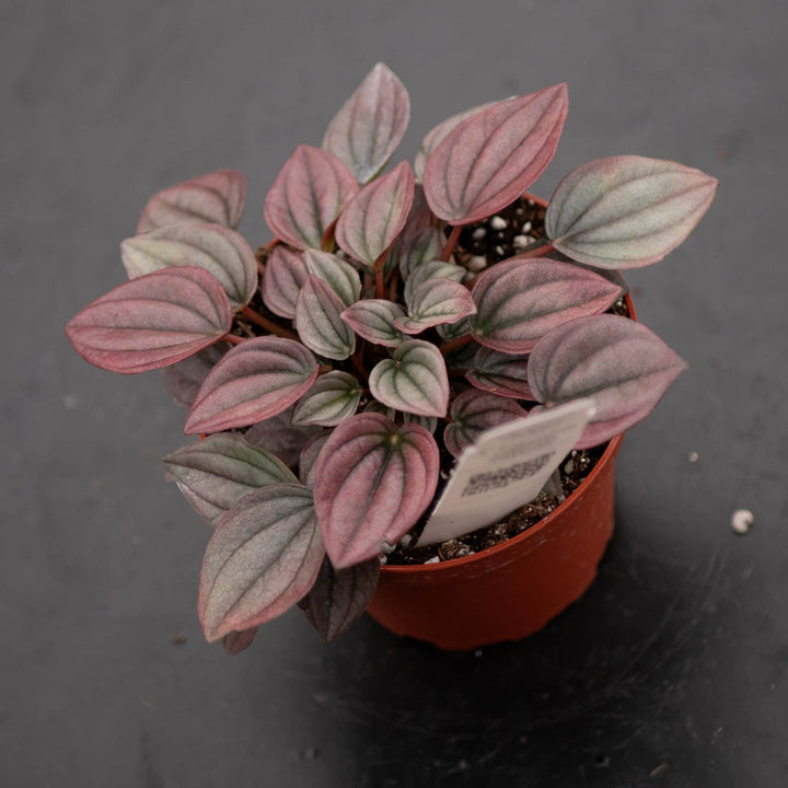 Gabriella Plants Peperomia 4" Peperomia caperata ‘Cayenne’