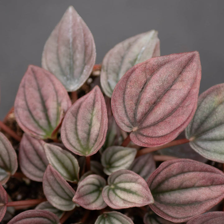 Gabriella Plants Peperomia 4" Peperomia caperata ‘Cayenne’