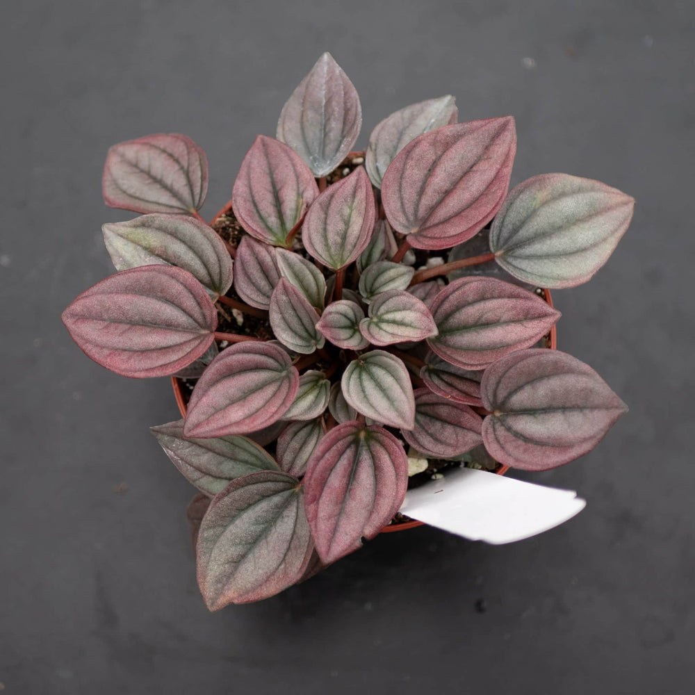 Gabriella Plants Peperomia 4" Peperomia caperata ‘Cayenne’