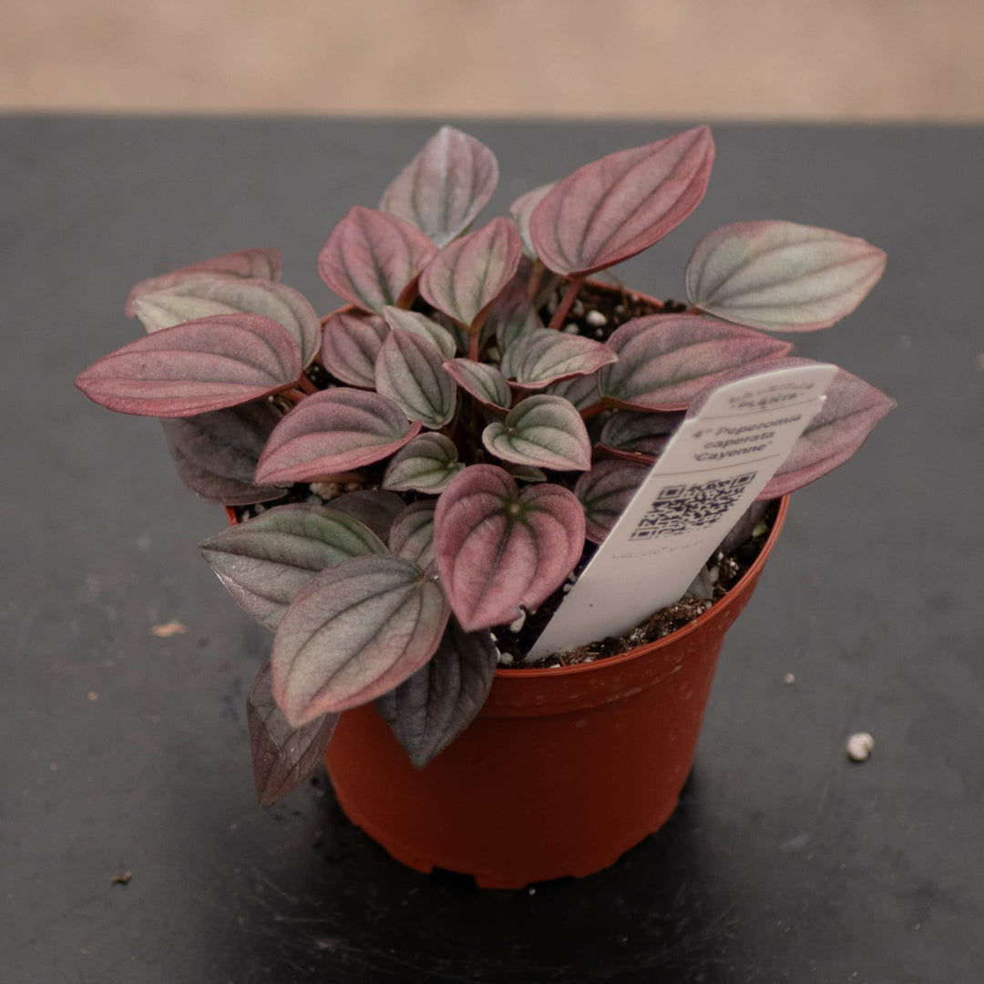 Gabriella Plants Peperomia 4" Peperomia caperata ‘Cayenne’