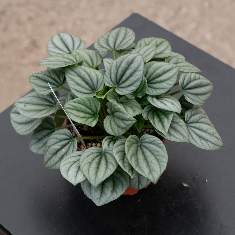 Gabriella Plants Peperomia 4" Peperomia caperata 'Frost'