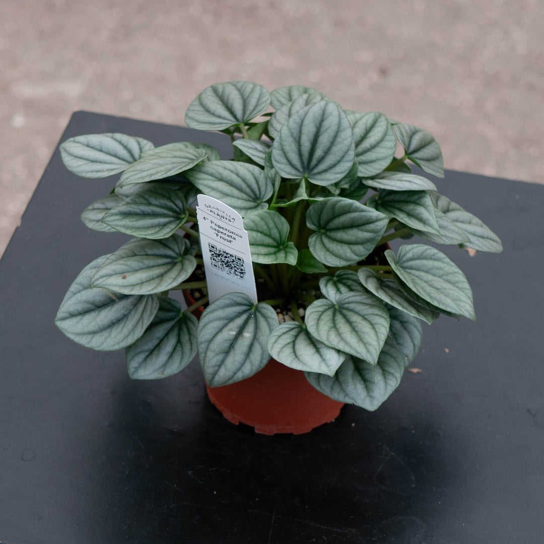 Gabriella Plants Peperomia 4" Peperomia caperata 'Frost'