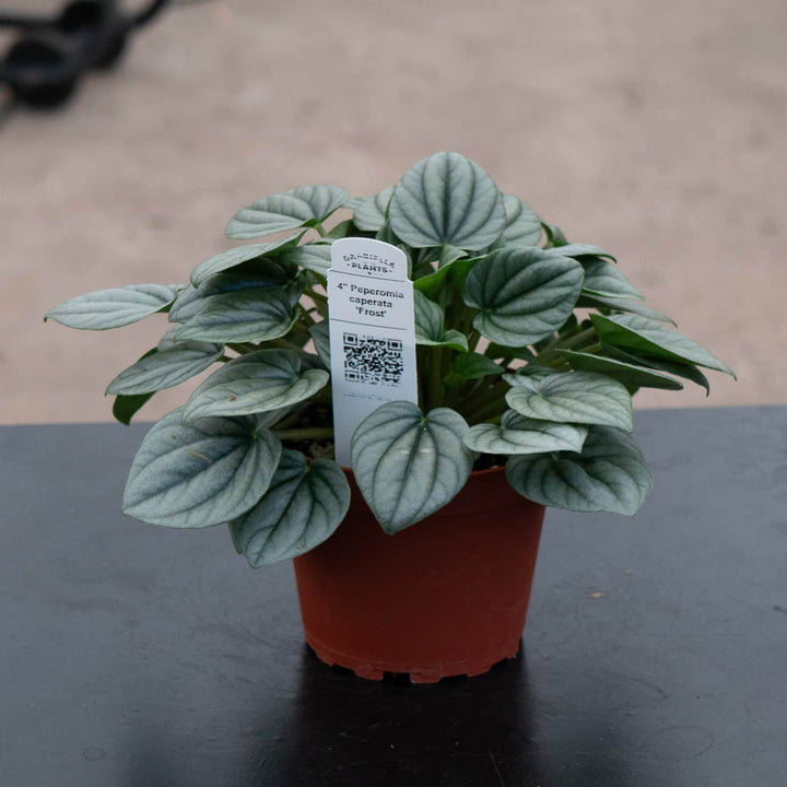 Gabriella Plants Peperomia 4" Peperomia caperata 'Frost'