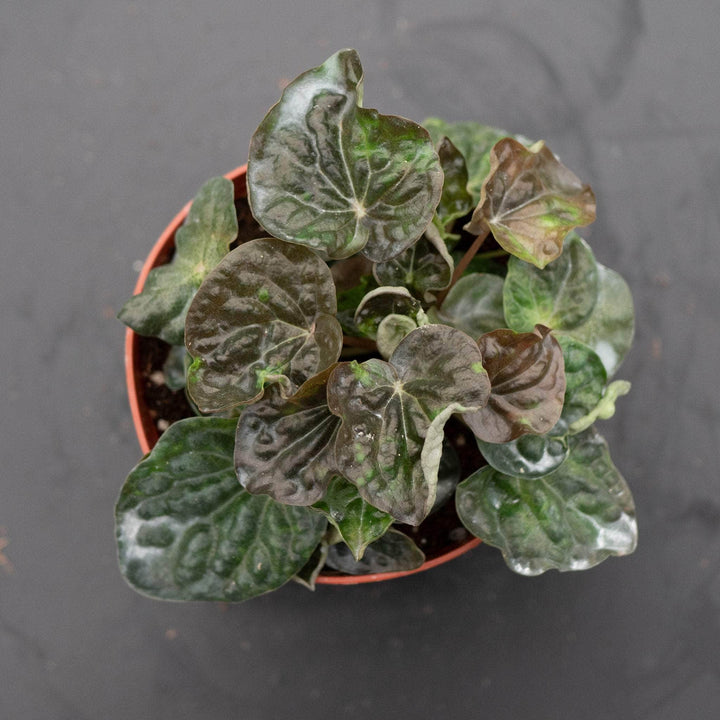 Gabriella Plants Peperomia 4" Peperomia caperata 'Harmony's Midnight Wave'