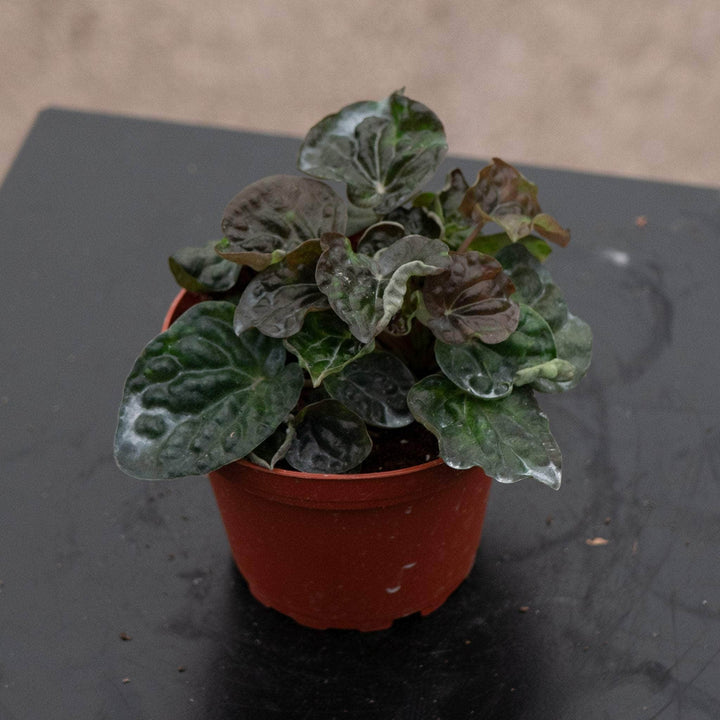 Gabriella Plants Peperomia 4" Peperomia caperata 'Harmony's Midnight Wave'