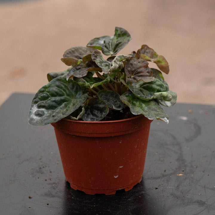 Gabriella Plants Peperomia 4" Peperomia caperata 'Harmony's Midnight Wave'