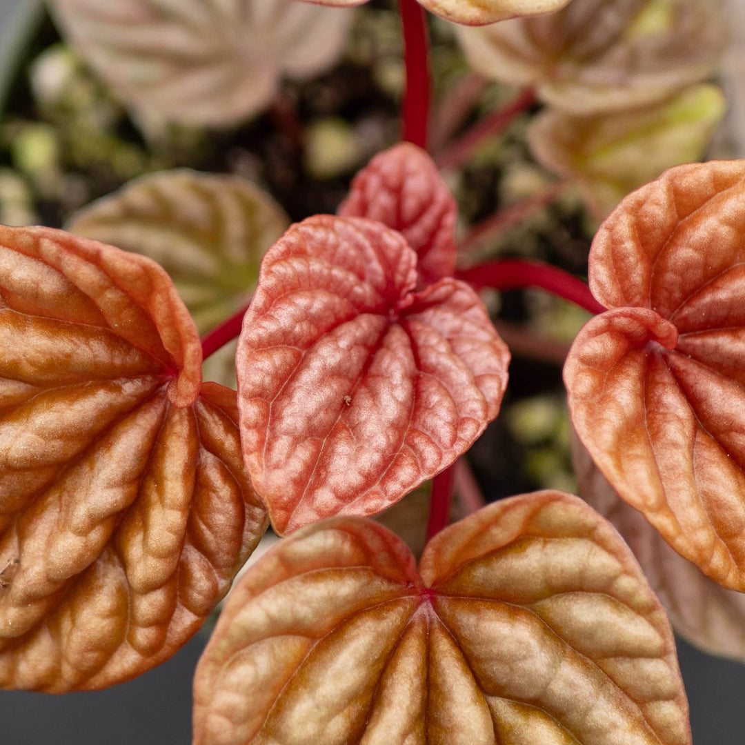 Gabriella Plants Peperomia 4" Peperomia caperata 'Quito'