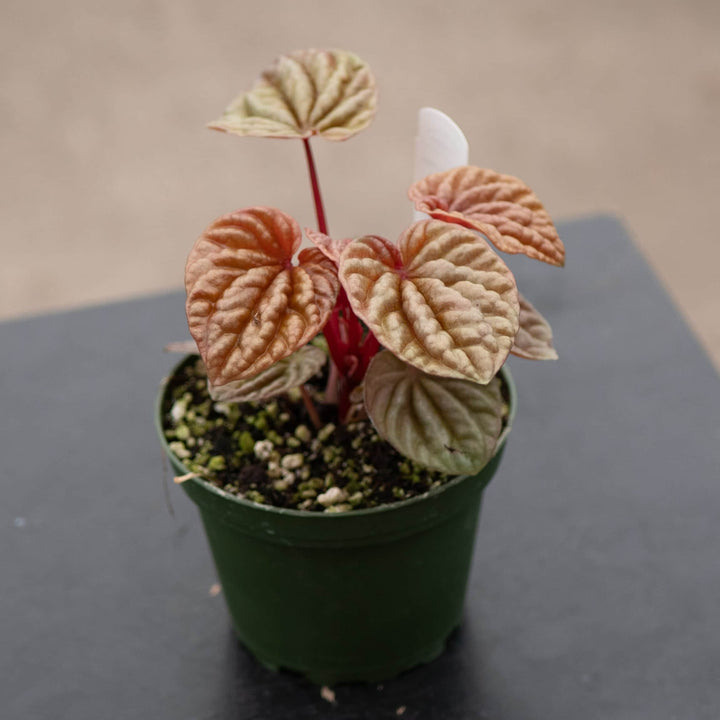 Gabriella Plants Peperomia 4" Peperomia caperata 'Quito'