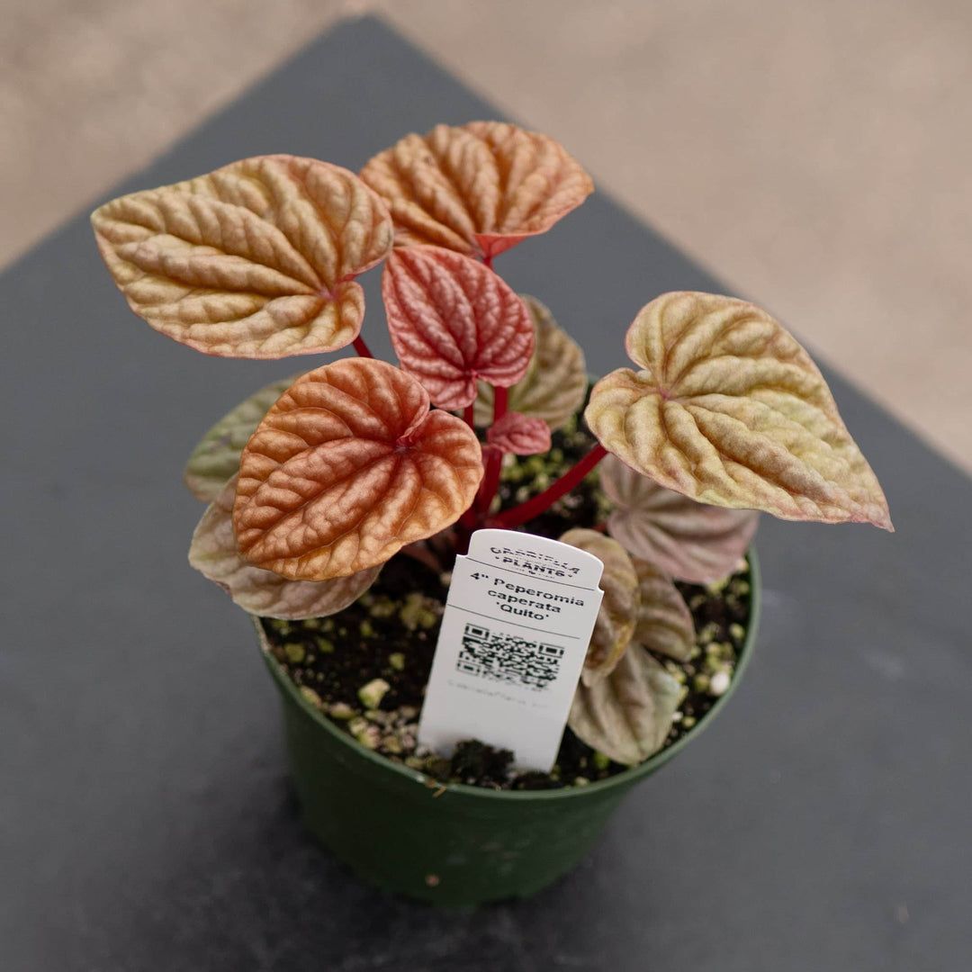 Gabriella Plants Peperomia 4" Peperomia caperata 'Quito'