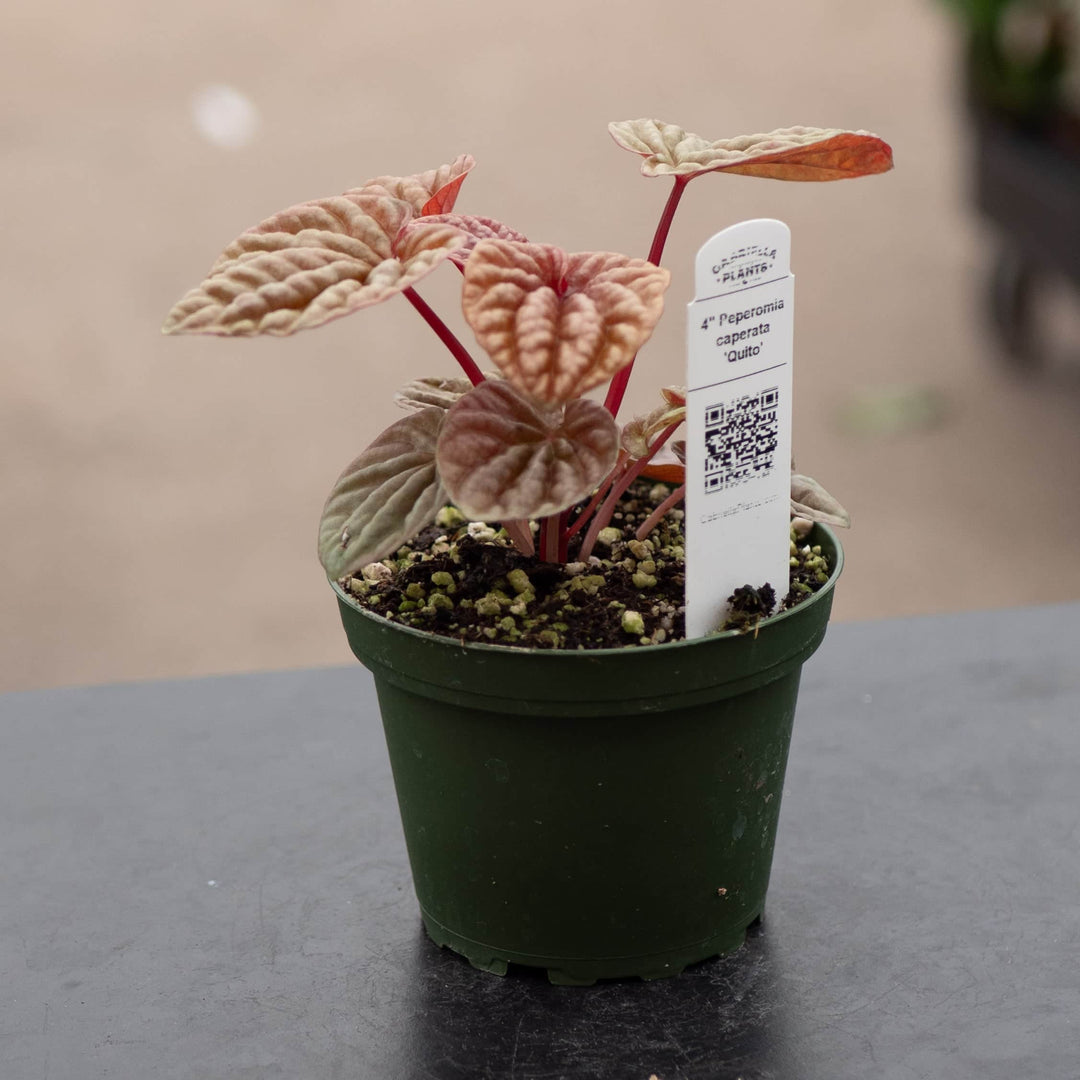 Gabriella Plants Peperomia 4" Peperomia caperata 'Quito'