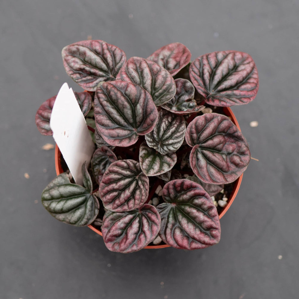 Gabriella Plants Peperomia 4" Peperomia caperata 'Red Beauty'