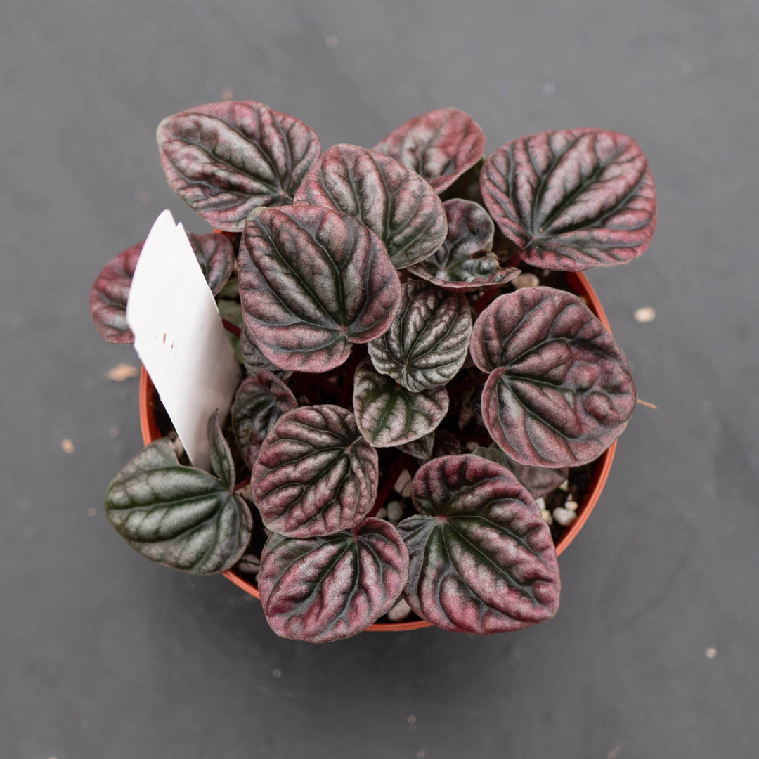 Gabriella Plants Peperomia 4" Peperomia caperata 'Red Beauty'