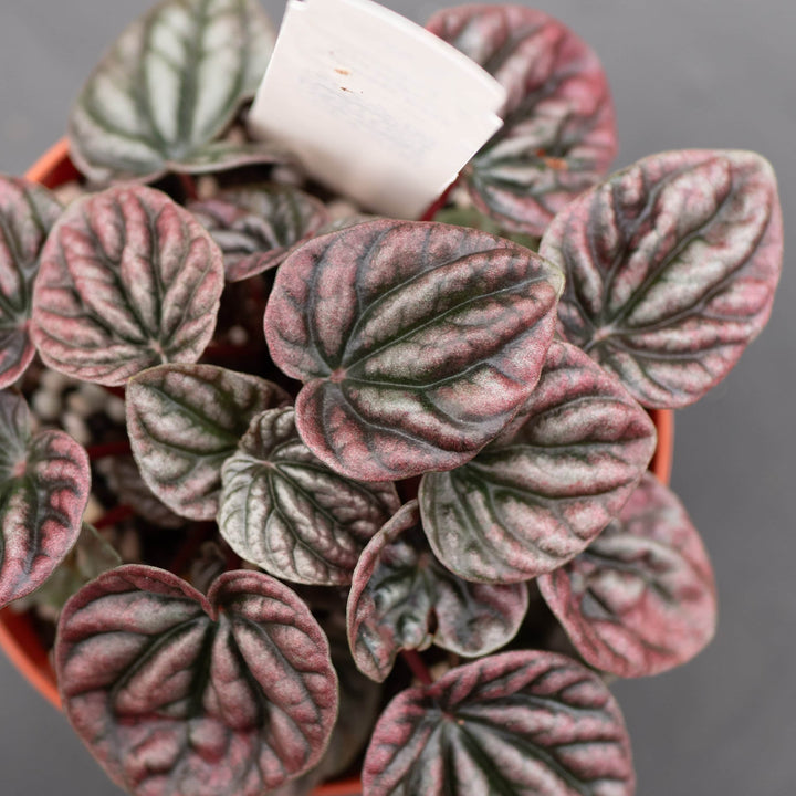 Gabriella Plants Peperomia 4" Peperomia caperata 'Red Beauty'