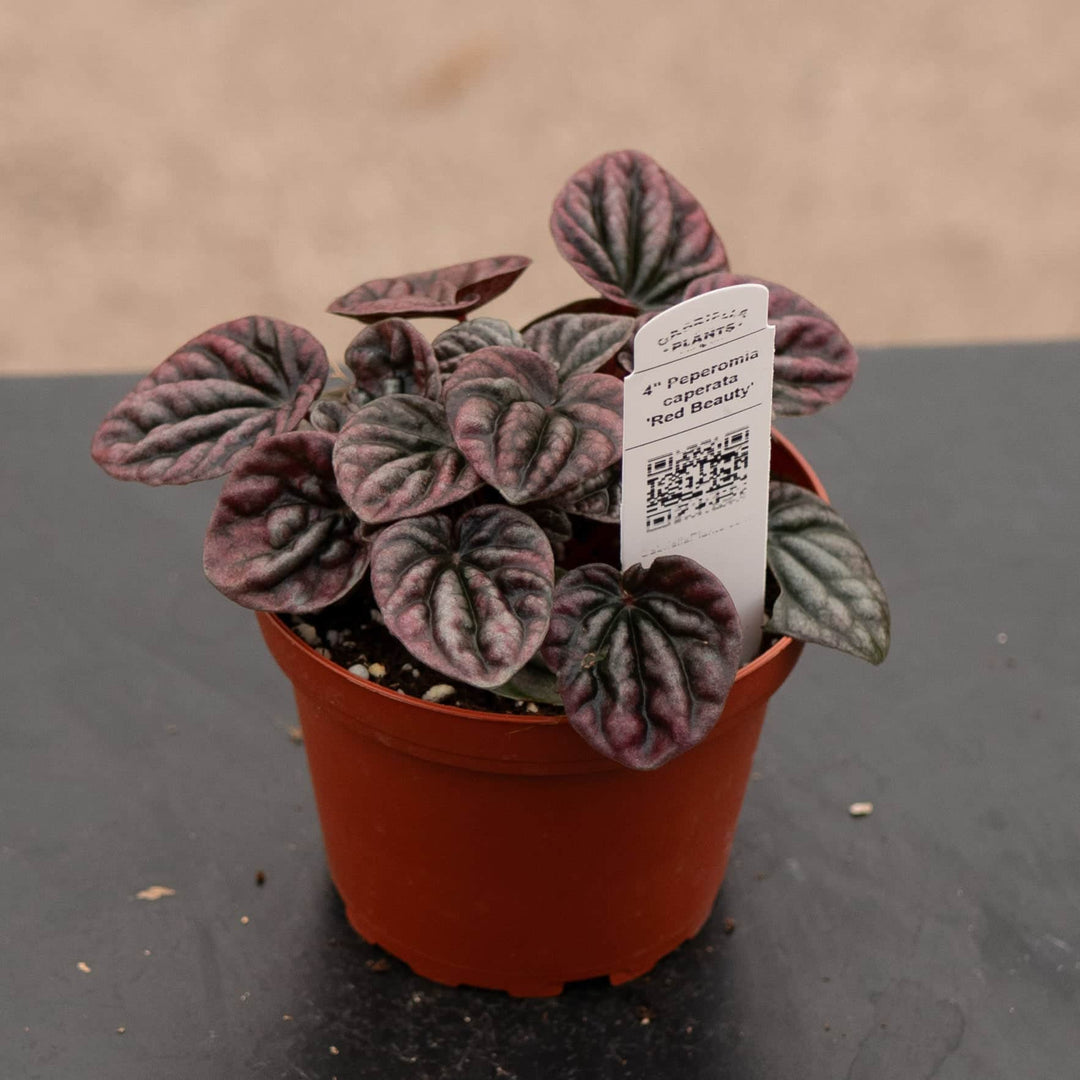 Gabriella Plants Peperomia 4" Peperomia caperata 'Red Beauty'