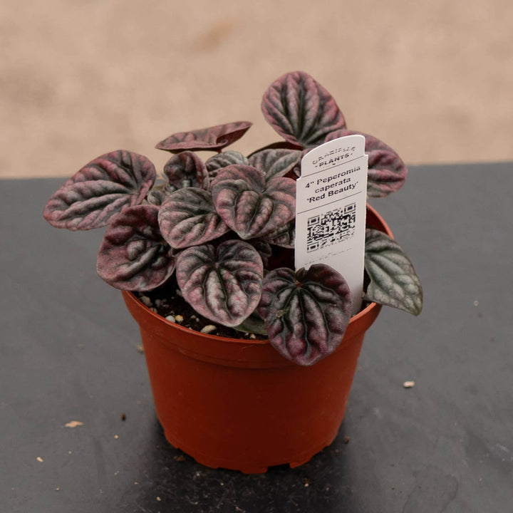 Gabriella Plants Peperomia 4" Peperomia caperata 'Red Beauty'