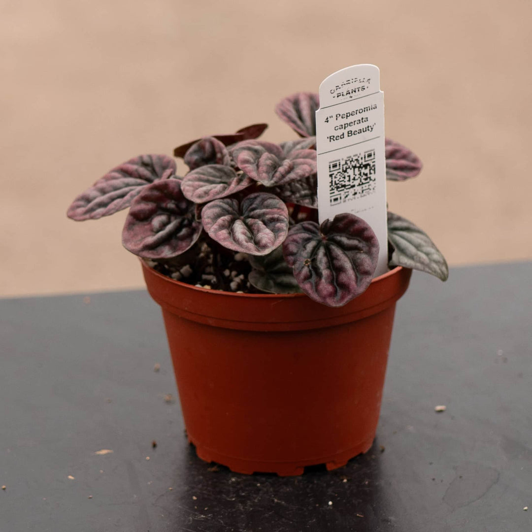 Gabriella Plants Peperomia 4" Peperomia caperata 'Red Beauty'