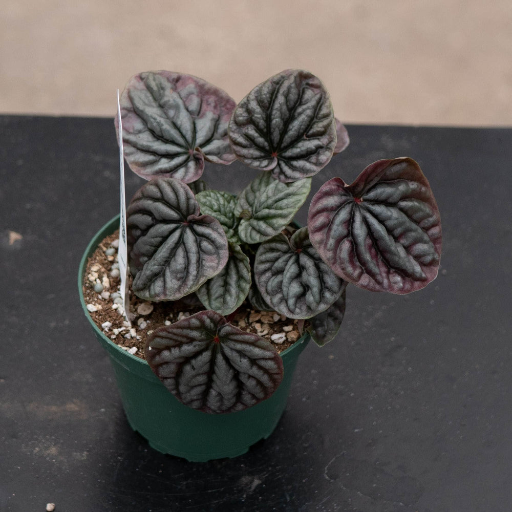 Gabriella Plants Peperomia 4" Peperomia caperata 'Red Beauty'
