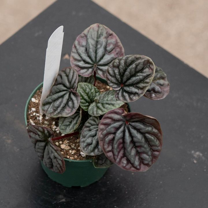Gabriella Plants Peperomia 4" Peperomia caperata &