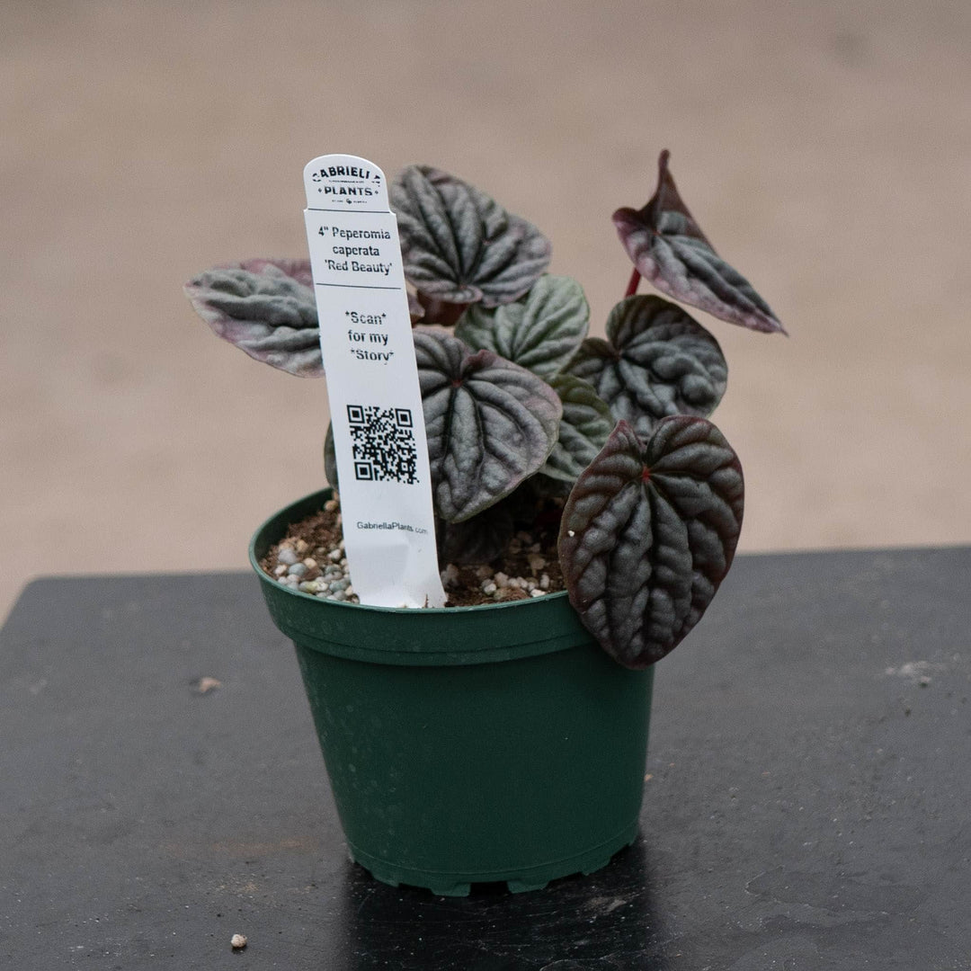 Gabriella Plants Peperomia 4" Peperomia caperata 'Red Beauty'