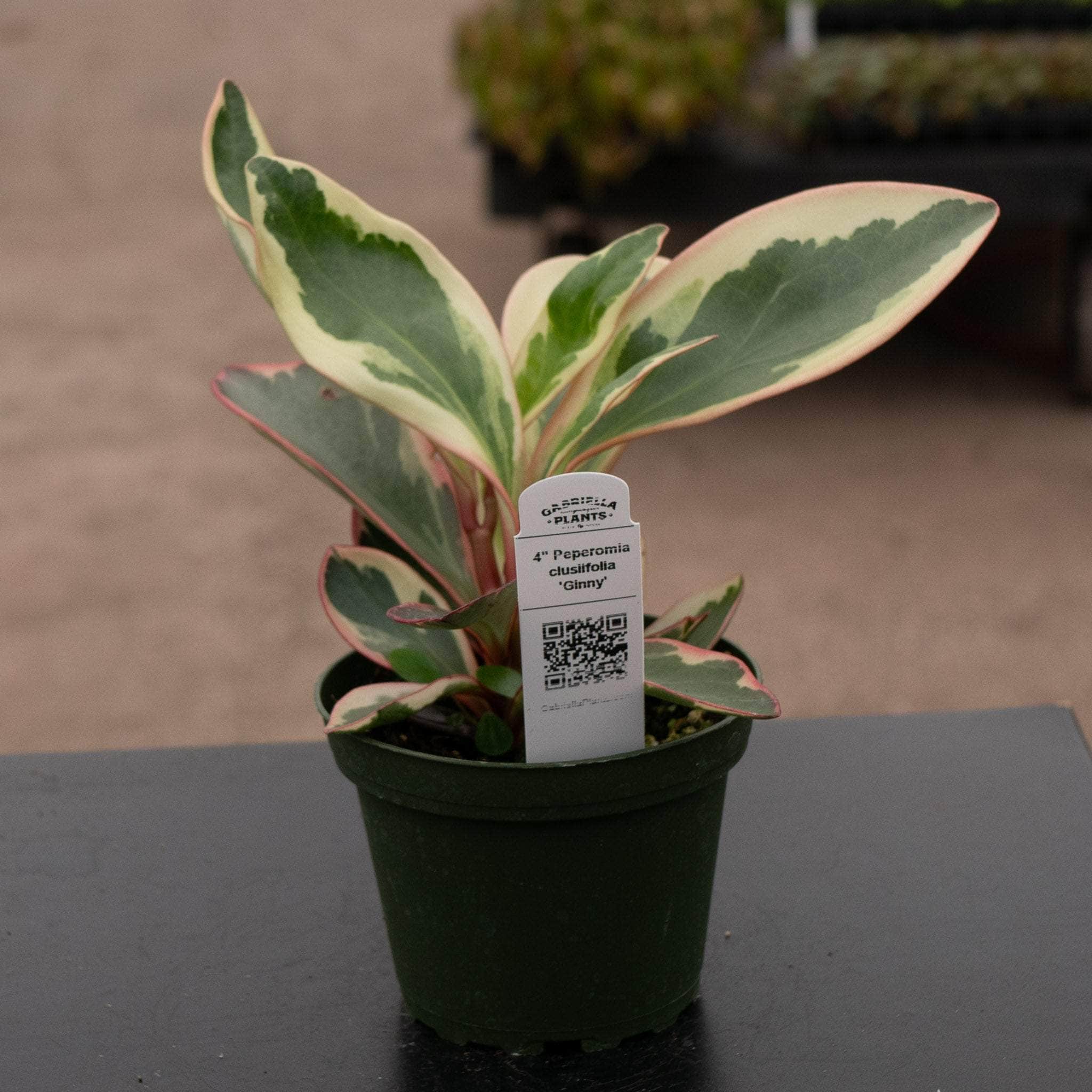 Peperomia clusiifolia 'Ginny'
