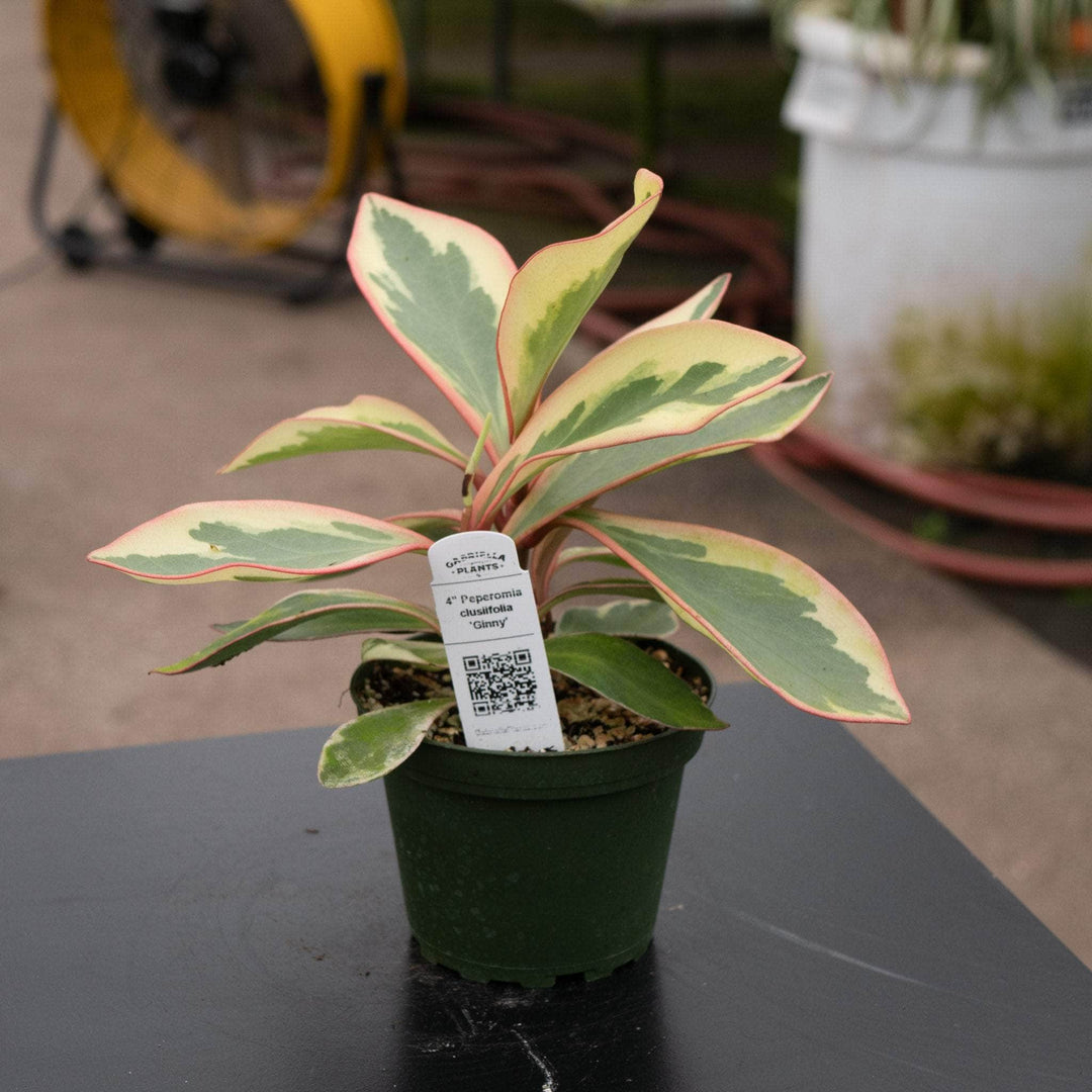 peperomia succulent Peperomia clusiifolia 'Ginny'