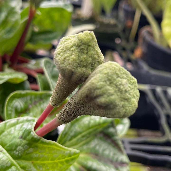 Gabriella Plants Peperomia 4" Peperomia ‘Dragon Skin’