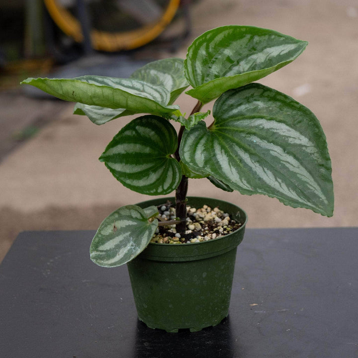 Gabriella Plants Peperomia 4" Peperomia 'Ecuador'