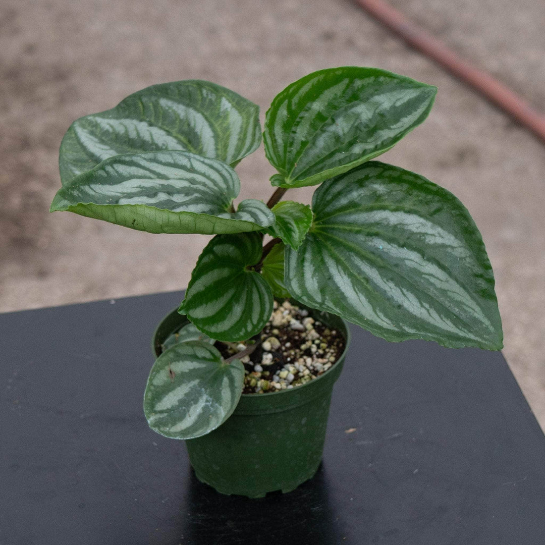 Gabriella Plants Peperomia 4" Peperomia 'Ecuador'