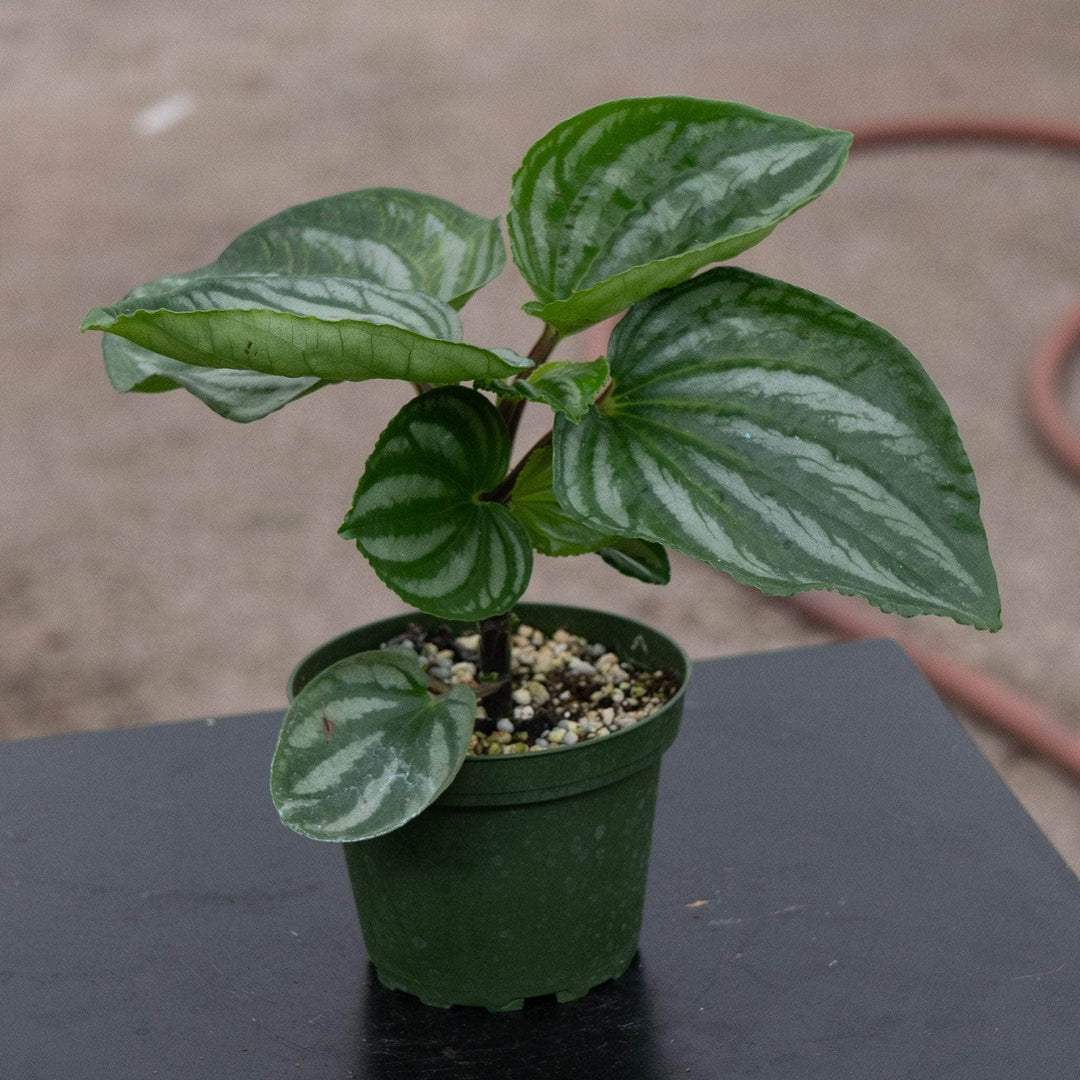 Gabriella Plants Peperomia 4" Peperomia 'Ecuador'