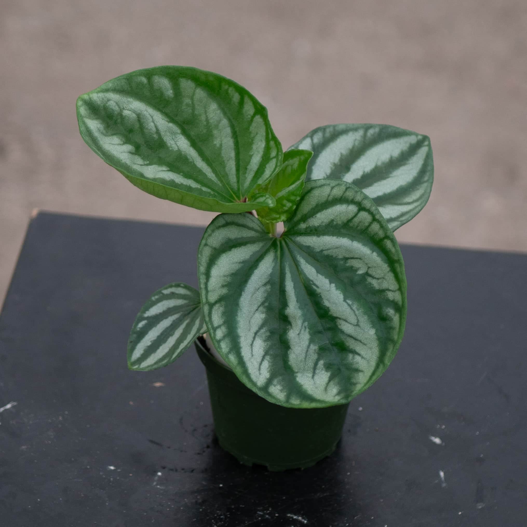 Peperomia 'Ecuador'