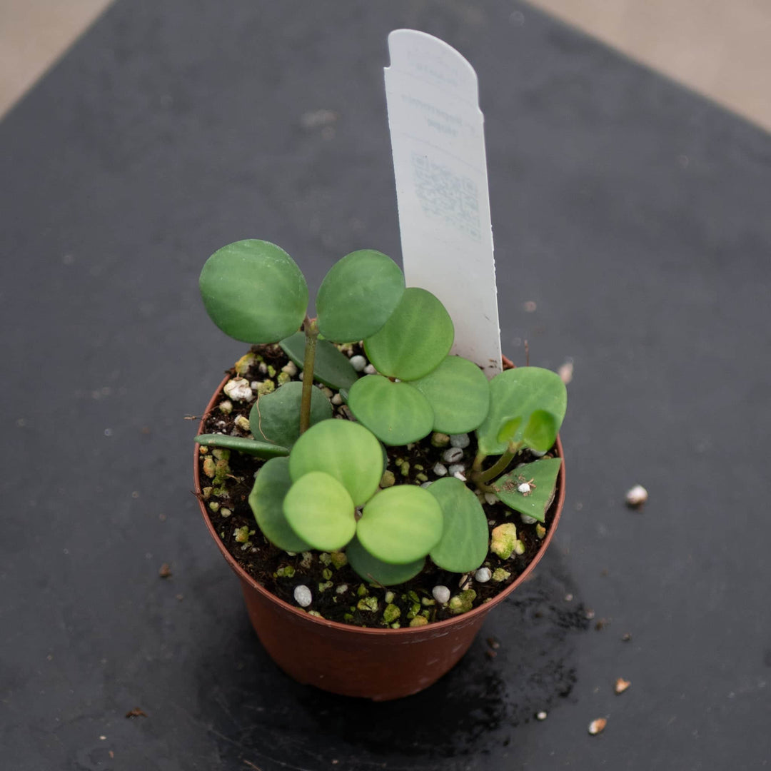 Gabriella Plants Peperomia Peperomia 'Hope'