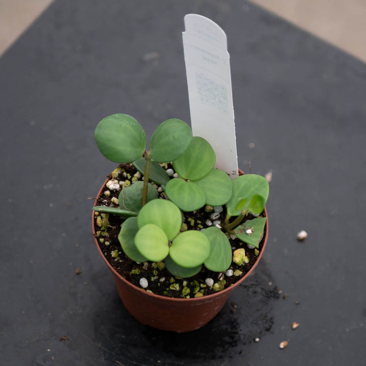 Gabriella Plants Peperomia Peperomia 'Hope'