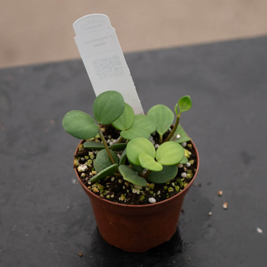 Gabriella Plants Peperomia Peperomia 'Hope'