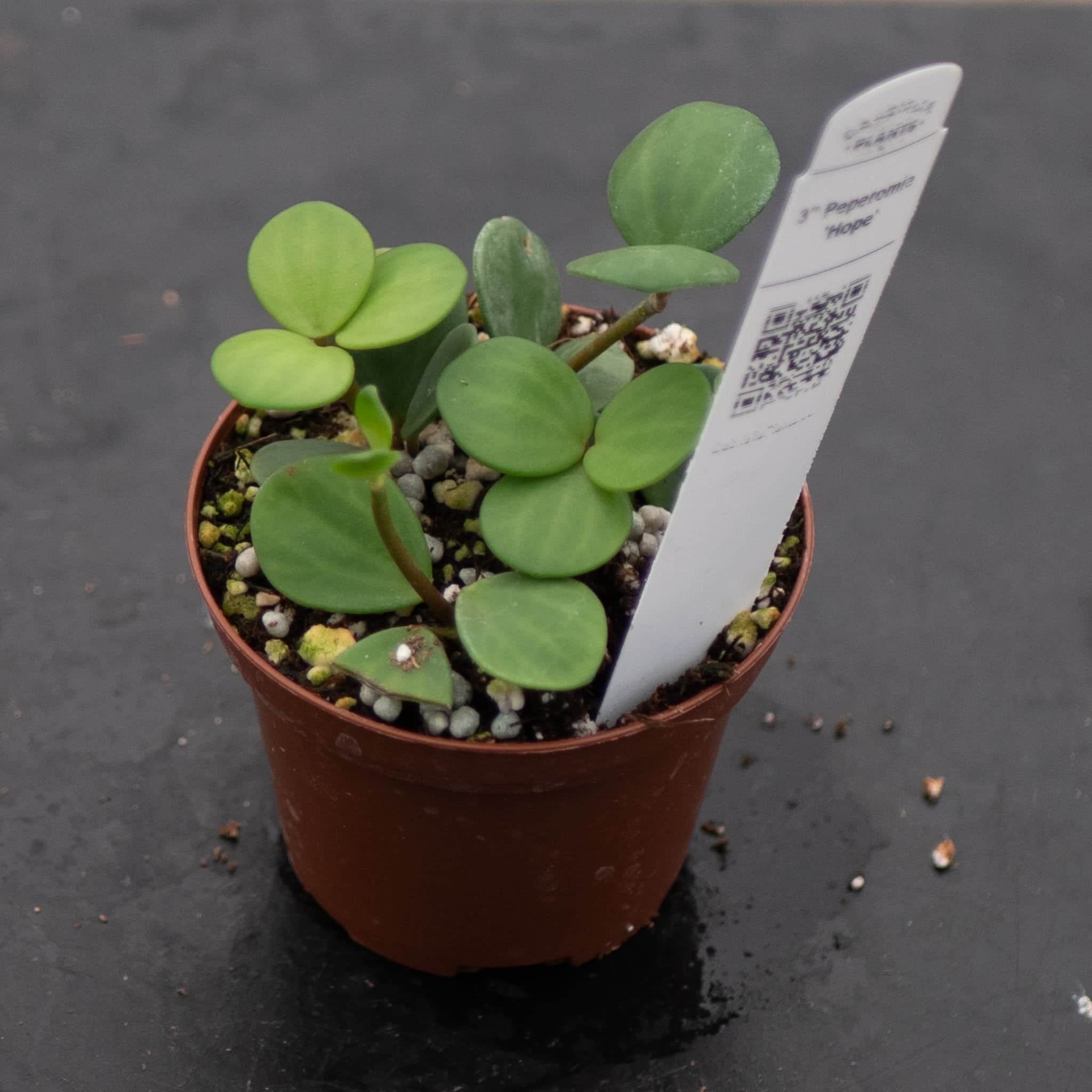 hope succulent Peperomia 'Hope'