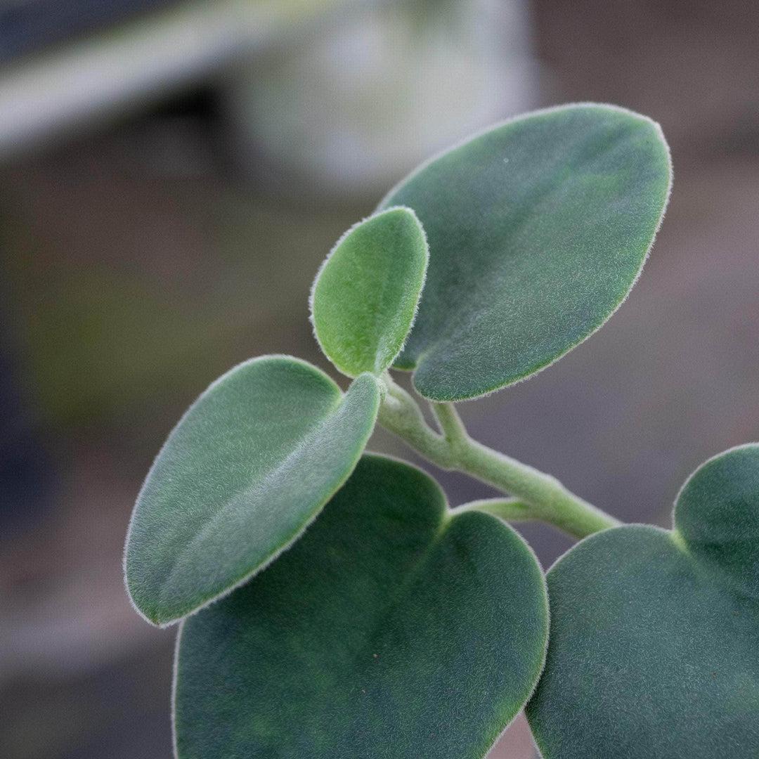 Gabriella Plants Peperomia 4" Peperomia incana